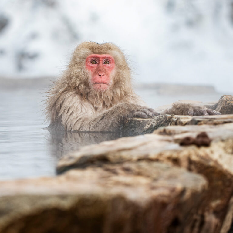 Monkey sitting in a hot spring