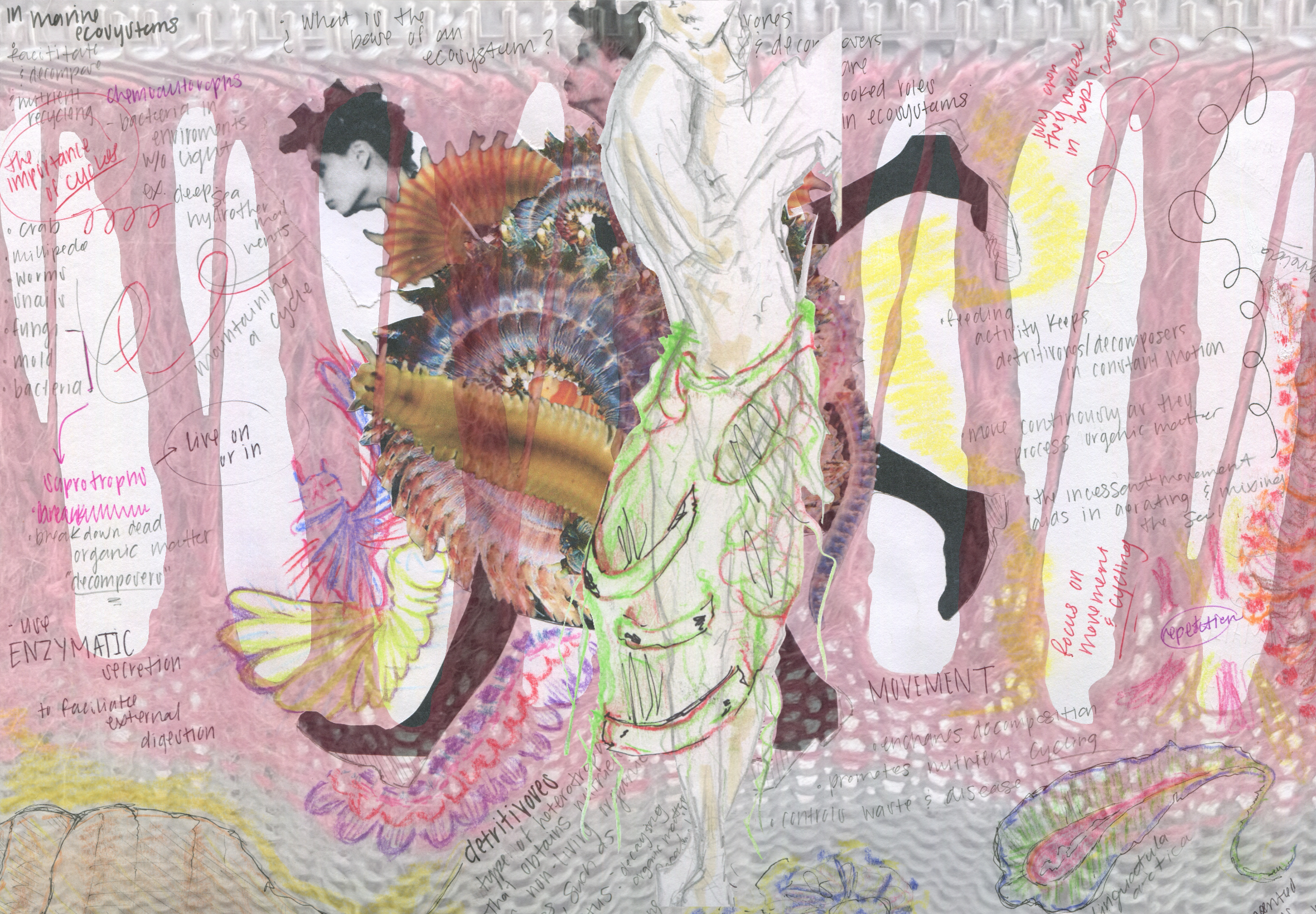 Hand-drawn figures, words, and colorful sketches related to marine ecology and invertebrate organisms.