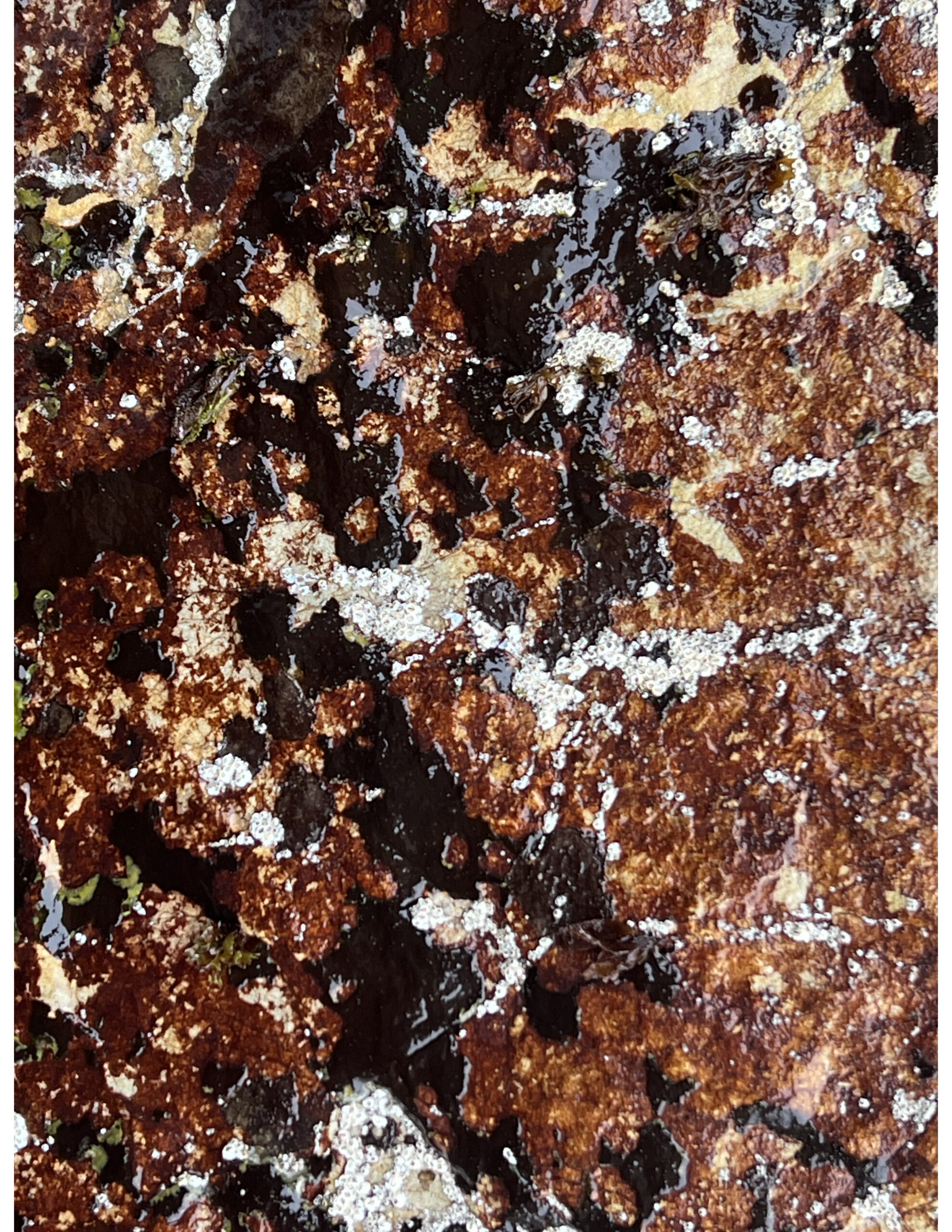 Dark brown, rocky surface covered with white salt deposits and patches of black algae or moss.