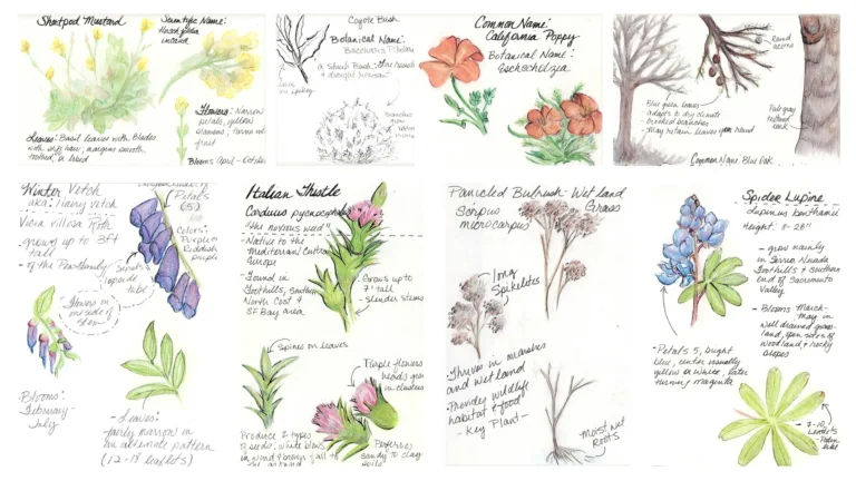 A collage of hand-drawn plant sketches with notes and colored flowers across eight panels.