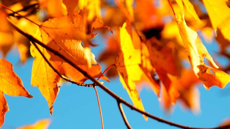 Bright orange autumn leaves hang from branches, gently illuminated by sunlight, against a clear blue sky background.