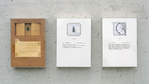 Box with wooden dividers containing a label and beetle illustration, placed alongside two white pages with scientific-style sketches and text, arranged on a textured gray surface.