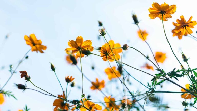 Orange flowers sway against a clear blue sky, creating a vibrant, natural display. Tall green stems and leaves support the blossoms, enhancing the lively outdoor scene.